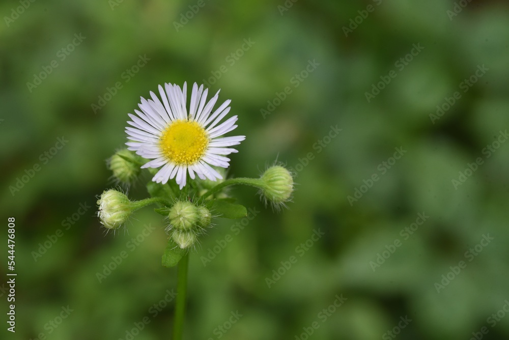 Annual fleabane ( Erigeron annuus ) flowers. Asteraceae plants with yellow tubular flowers in the center and white ray flowers around from June to October. Annual fleabane ( Erigeron annuus ) flowers. Asteraceae plants with yellow tubular flowers in the center and white ray flowers around from June to October.
