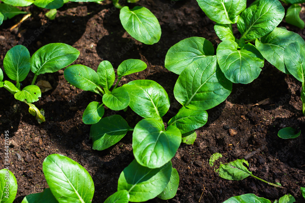 Obraz premium Grow organic vegetables at the garden.