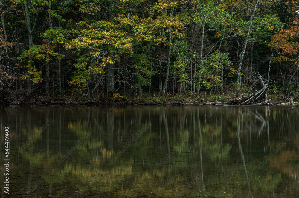 薄暗い森の木々が水面に反射する湖畔の風景。日本の北海道の屈斜路湖。