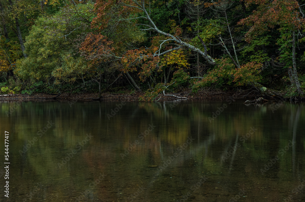 薄暗い森の木々が水面に反射する湖畔の風景。日本の北海道の屈斜路湖。