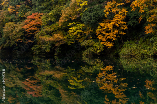 reflection of the autumn foliage of the forest in the water. Autumn forest river reflection. Forest lake in the autumn landscape in Japan