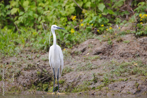 Different types of birds can be seen in their natural environment  where they are free to fly in the air and look for food.  The birds in natural environment are so much more beautiful and graceful