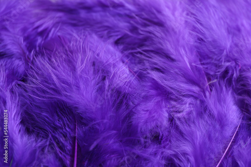 Many violet beautiful feathers as background  closeup