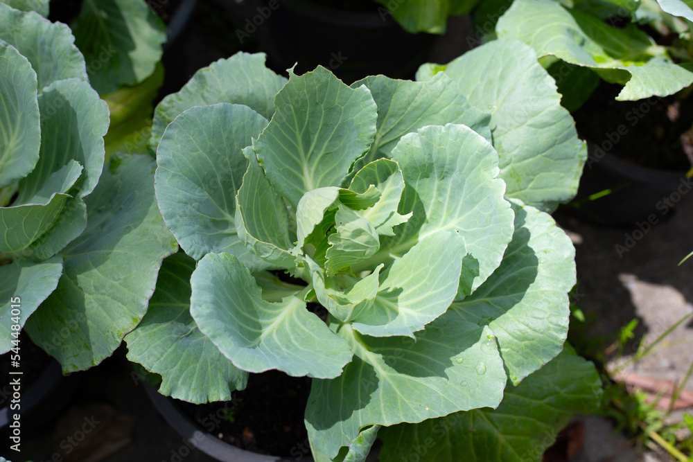 Gren cabbages growing in pots Gren cabbages growing in pots