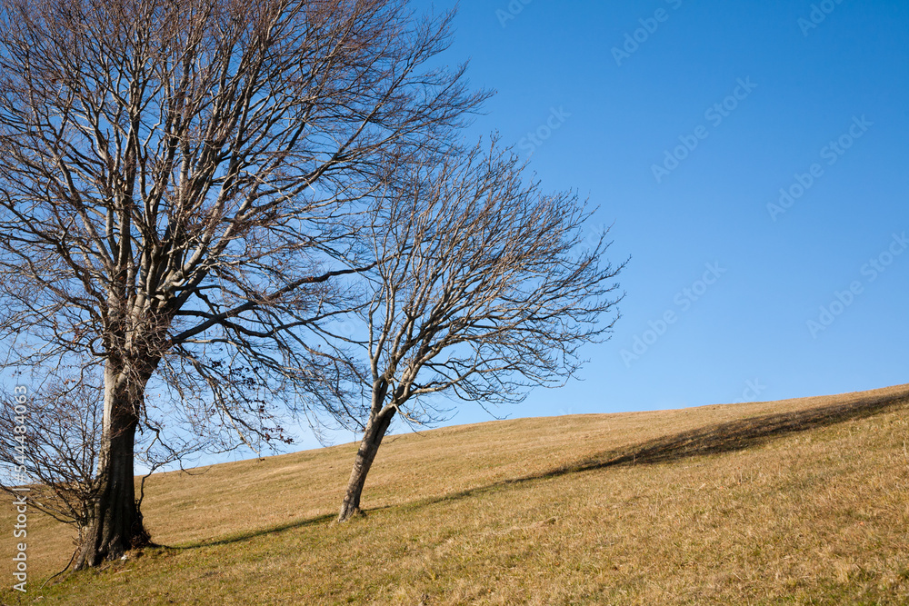Isolated trees on blue sky. Minimal nature background. Isolated trees on blue sky. Minimal nature background.