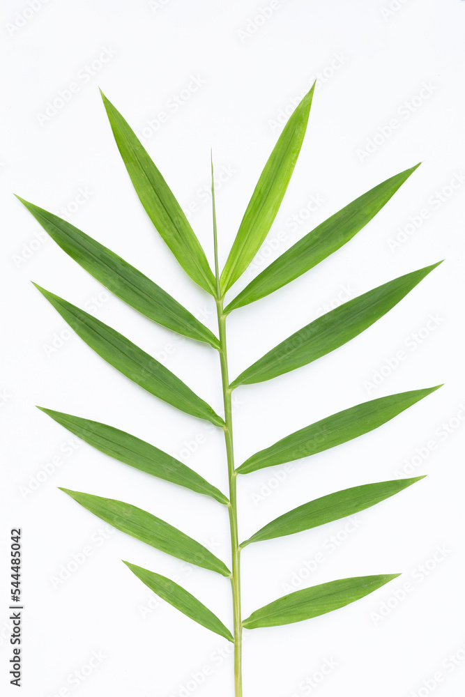 Fototapeta premium Ginger leaves on white background.