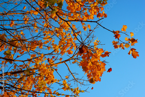 feuilles d'arbre oranges en automne 