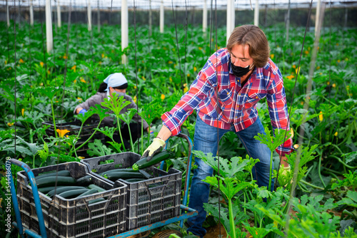 Farm workers gathering crop of zucchini in the greenhouse photo