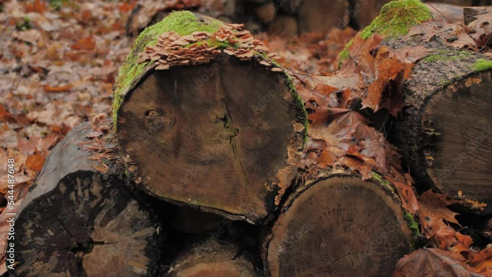 Wet firewood piled up in a pile. The firewood is overgrown with moss