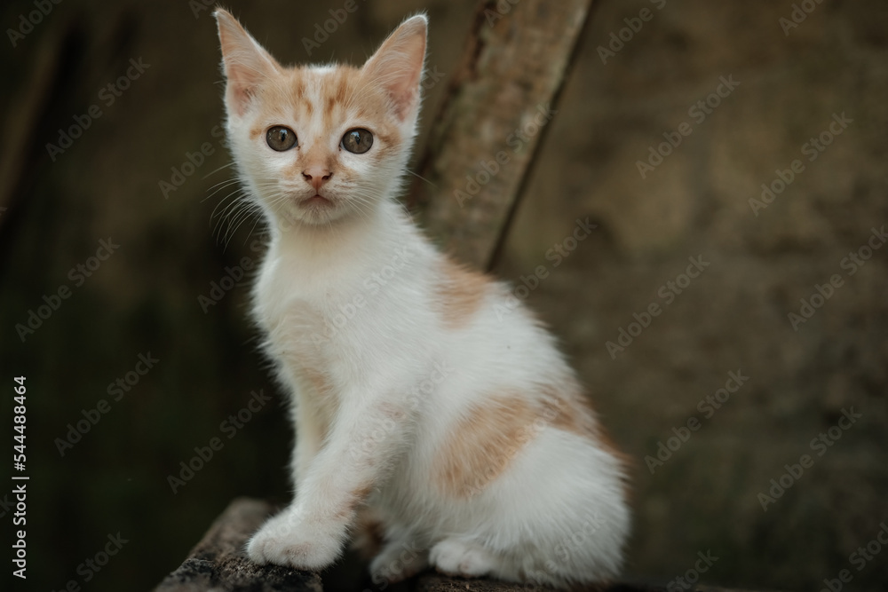 portrait of a cat