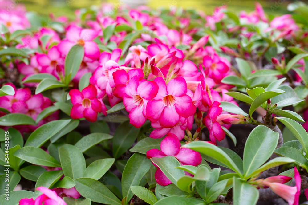 Fototapeta premium Adenium obesum flowers. Green leaves