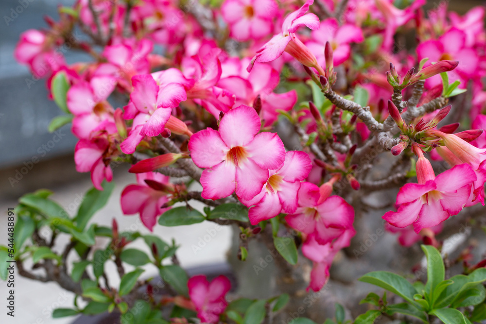 Fototapeta premium Adenium obesum flowers. Green leaves