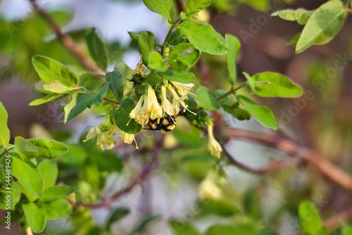 branch of a tree