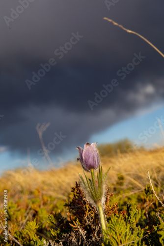 field of flowers