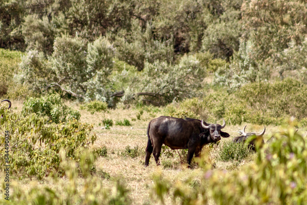Cape Buffalo in Hell’s Gate National Park in Kenya Cape Buffalo in Hell’s Gate National Park in Kenya