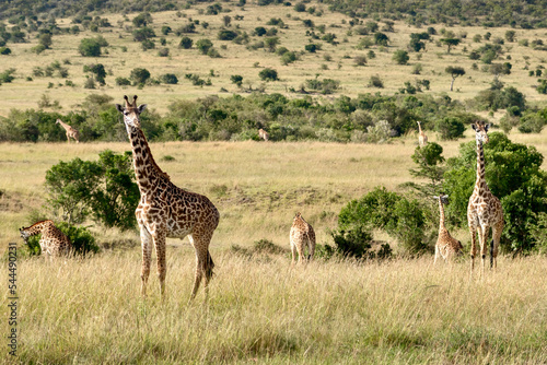 Fototapeta Naklejka Na Ścianę i Meble -  Masai Giraffes in Masai Mara National Reserve in Kenya