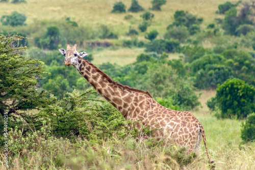 Masai Giraffes in Masai Mara National Reserve in Kenya photo