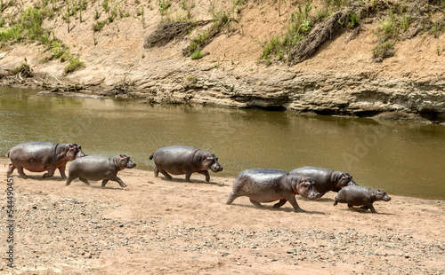 Hippos running on the mara river in Masai Mara National Reserve in Kenya