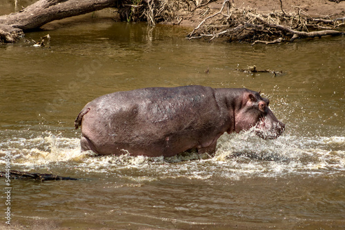 Hippos on the mara river in Masai Mara National Reserve in Kenya