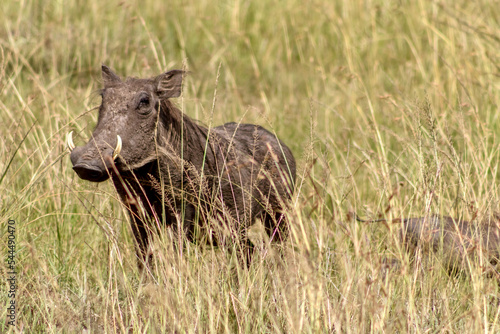 Common warthog in Masai Mara National Reserve in Kenya