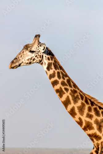 Giraffe in Amboseli National park in Kenya photo