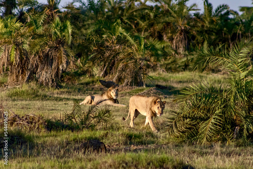 Male lions on the savanna at Amboseli National park in Kenya