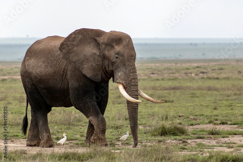Elephant in Amboseli National park in Kenya