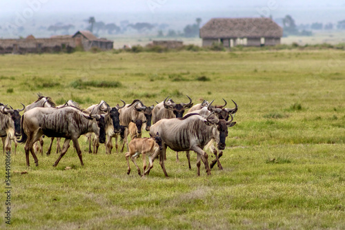 Herd of Wildebeest running in front of ghost camp at Amboseli National park in Kenya