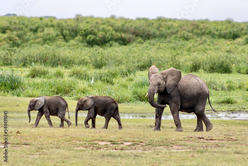 Mother and baby elephants playing in Amboseli National park in Kenya