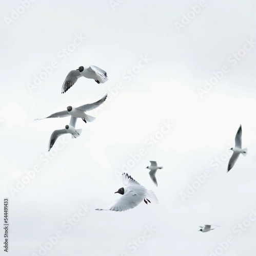 seagulls in flight photo