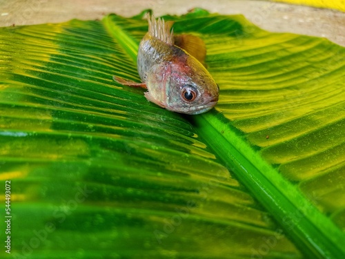 Big anabas fish on green banana leaf after harvesting from biofloc farming tank photo