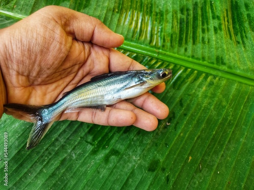 Pangasius catfish in hand in banana leaf background HD photo