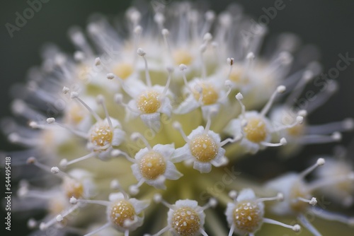 Japanese aralia ( Fatsia japonica ) flowers.
Araliaceae evergreen shrub. Flowering season is from October to December and is insect-pollinated. A medicinal plant containing saponins in its leaves.