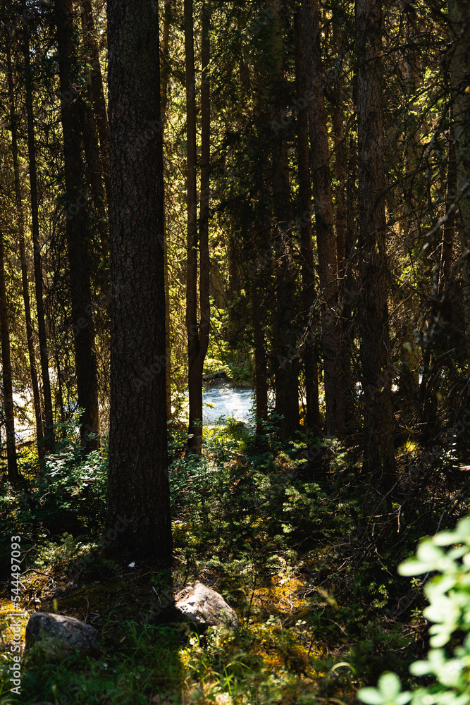 Fototapeta premium summer forest in the morning full of hidden secrets
