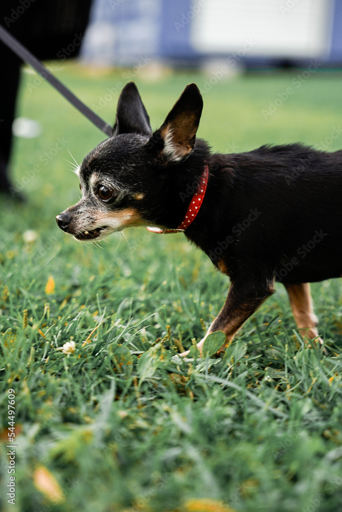chihuahua puppy on the grass chihuahua puppy on the grass