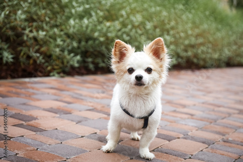 Fototapeta Naklejka Na Ścianę i Meble -  Cute Chihuahua with leash on walkway outdoors. Dog walking