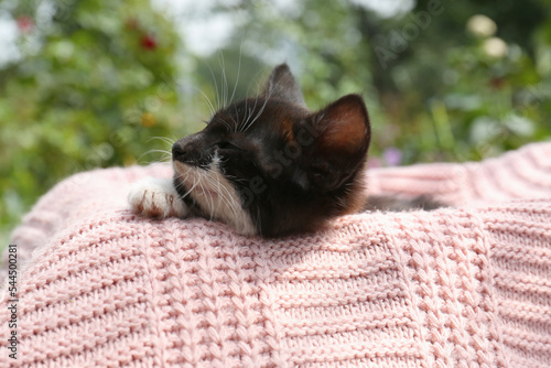 Cute cat resting on pink knitted fabric outdoors  closeup