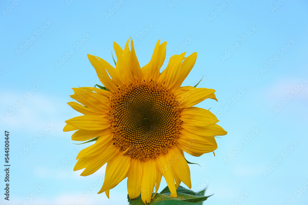 Beautiful blooming sunflower against sky on summer day Beautiful blooming sunflower against sky on summer day