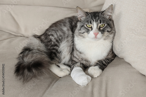 Cute cat with paw wrapped in medical bandage on sofa indoors Fototapet
