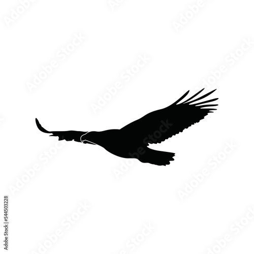 Eagle flying icon or logo vector graphics photo