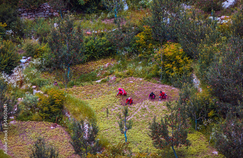 Flowers in the field. Himachal’s women farmers expand their horizons, without hurting nature. Kinnaur valley, Sangala, Himachal Pradesh, India. photo