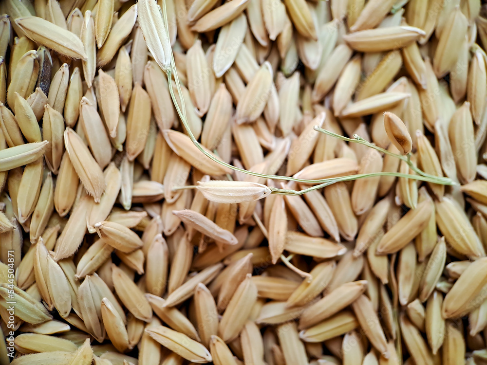 paddy rice in Indonesia, food paddy rice. background, surface, Background from pile of paddy rice and rice seeds, macro shot from the top view paddy rice in Indonesia, food paddy rice. background, surface, Background from pile of paddy rice and rice seeds, macro shot from the top view