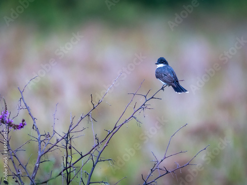 Eastern Kingbird on a branch © Jomo Drew Photo