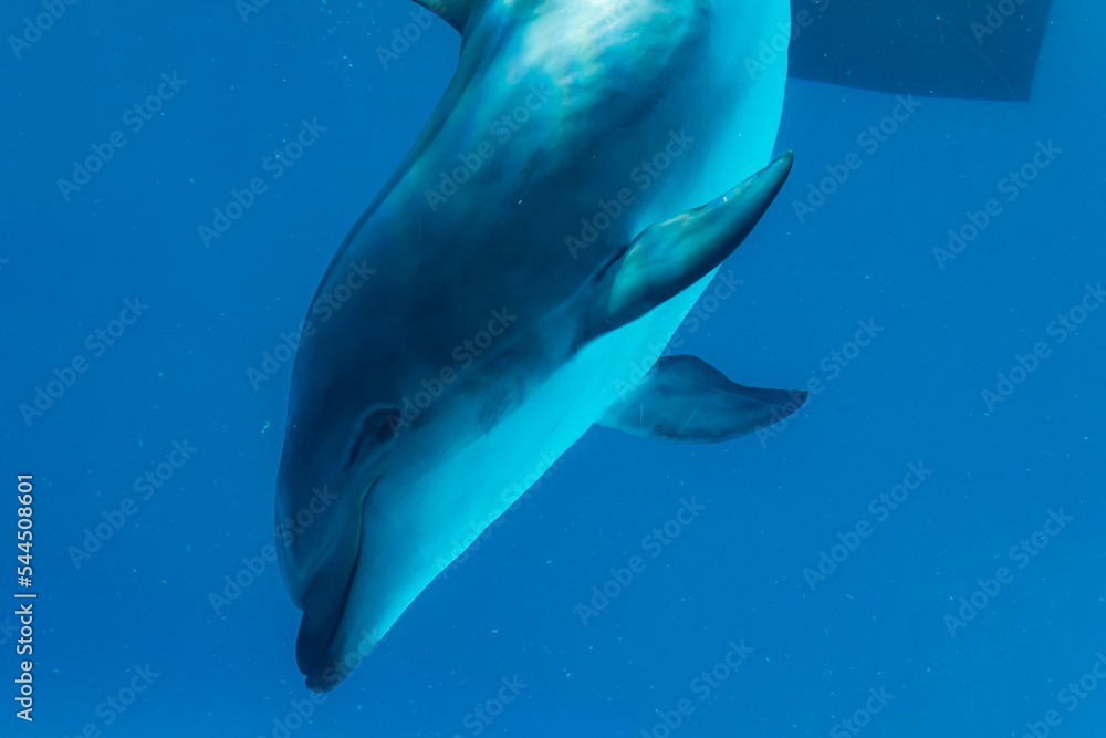 Naklejka premium イルカ