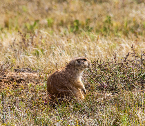 Black Tailed Prairie Dog, Devils Tower National Monument, Wyoming, USA