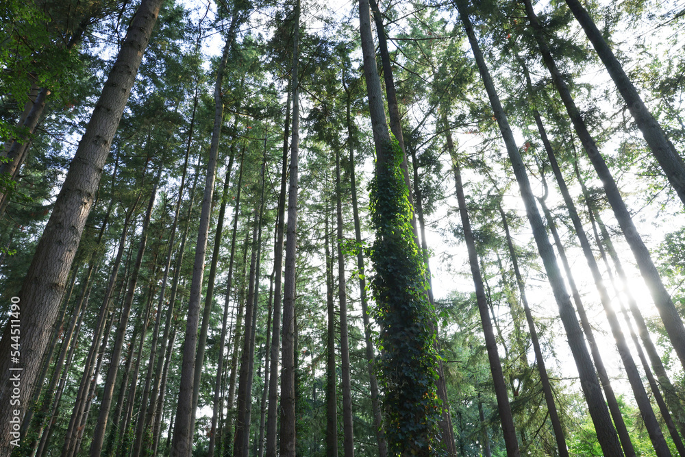 Naklejka premium Beautiful view of green trees in forest