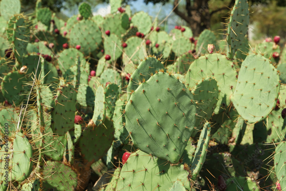 Beautiful prickly pear cacti growing outdoors on sunny day Beautiful prickly pear cacti growing outdoors on sunny day