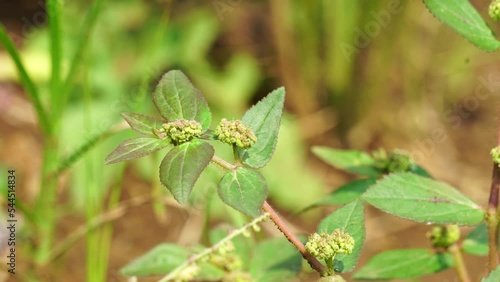Euphorbia hirta (Patikan kebo, asthma-plant) with natural background. This is a pantropical weed, possibly native to India. It is a hairy herb that grows in open grasslands, roadsides and pathways. photo
