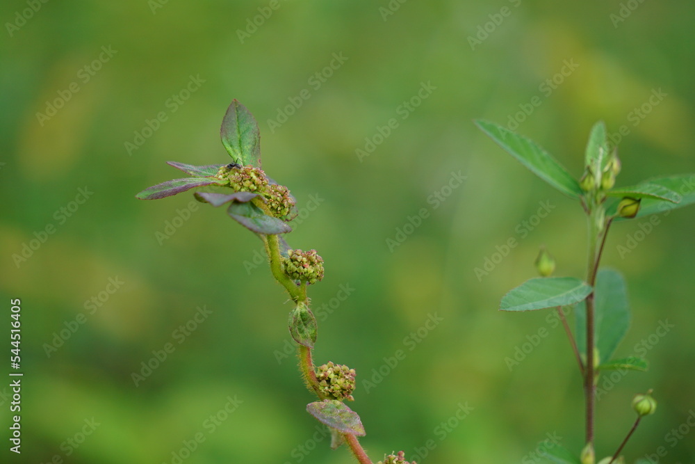 Euphorbia hirta (Patikan kebo, asthma-plant) with natural background. This is a pantropical weed, possibly native to India. It is a hairy herb that grows in open grasslands, roadsides and pathways.