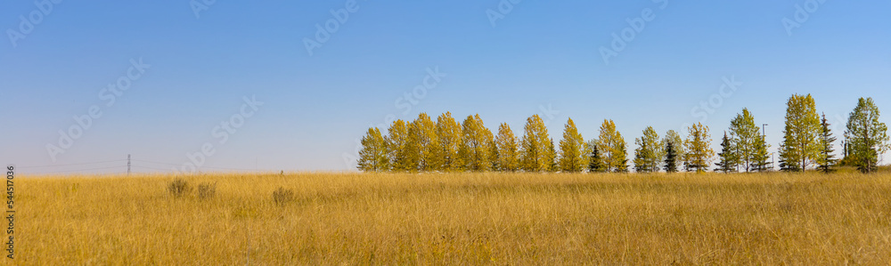 Line of trees against the blue sky in the autumn